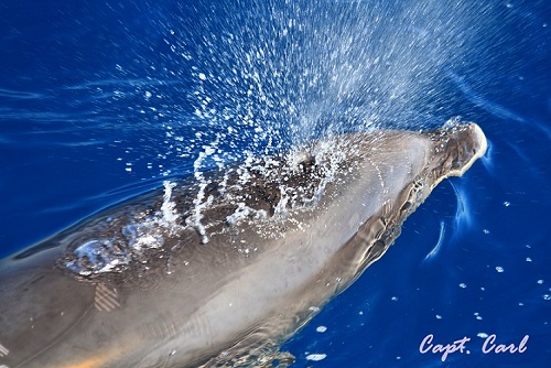 Smaller Dolphin Pic.jpg